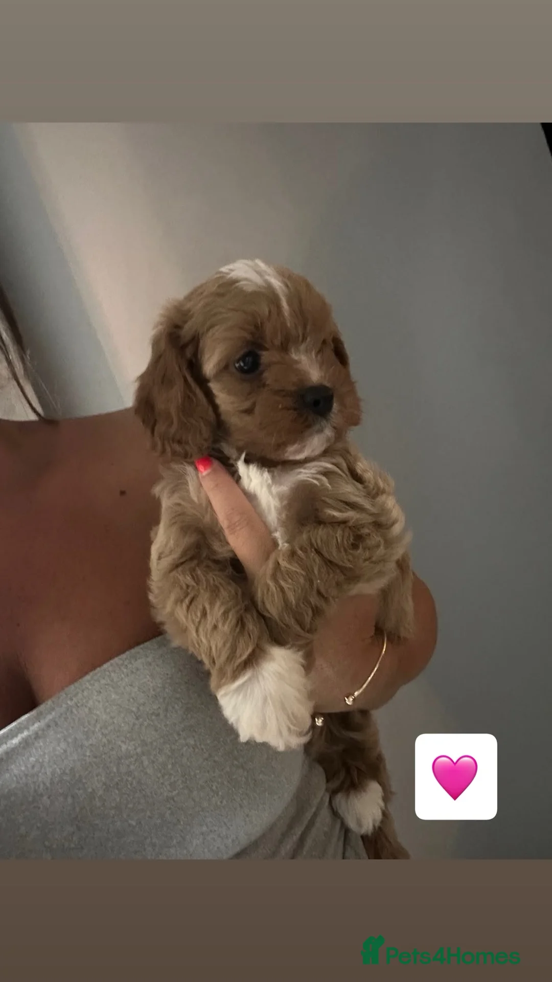 Cavapoo dogs for sale: F1 toy cavapoo  - Advert 2