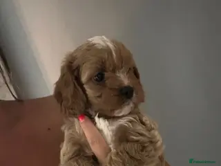 Cavapoo dogs F1 toy cavapoo - Advert 2