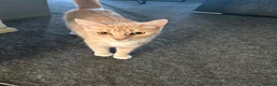 Mixed Breed cats for sale: 2 beautiful male ginger kittens - Advert 2
