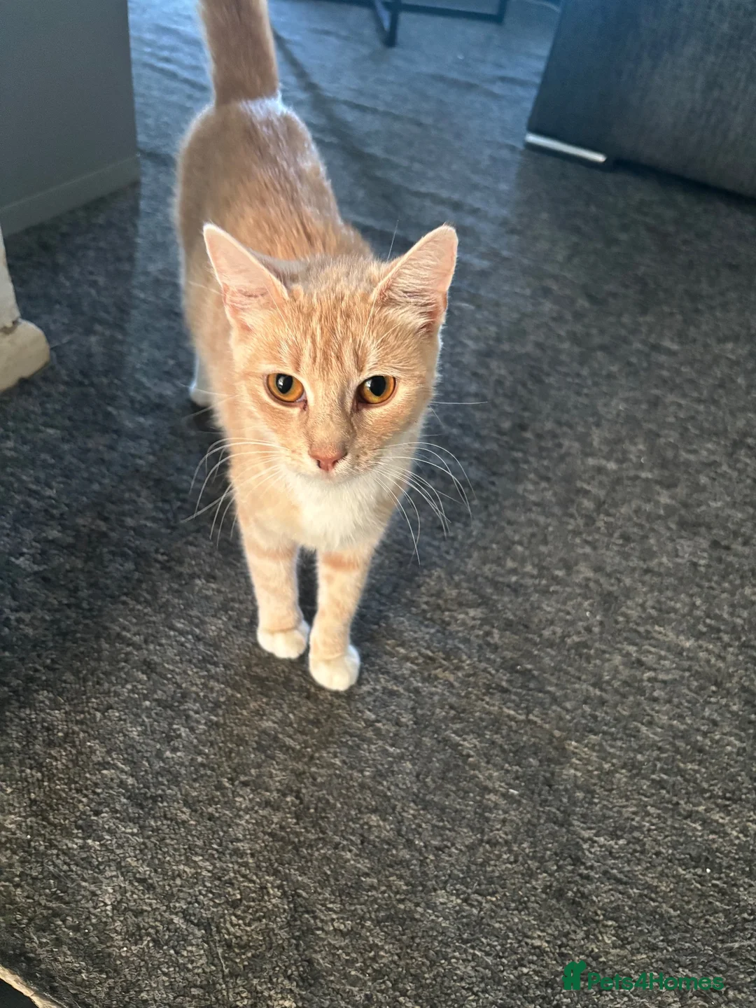 Mixed Breed cats for sale: 2 beautiful male ginger kittens - Advert 2