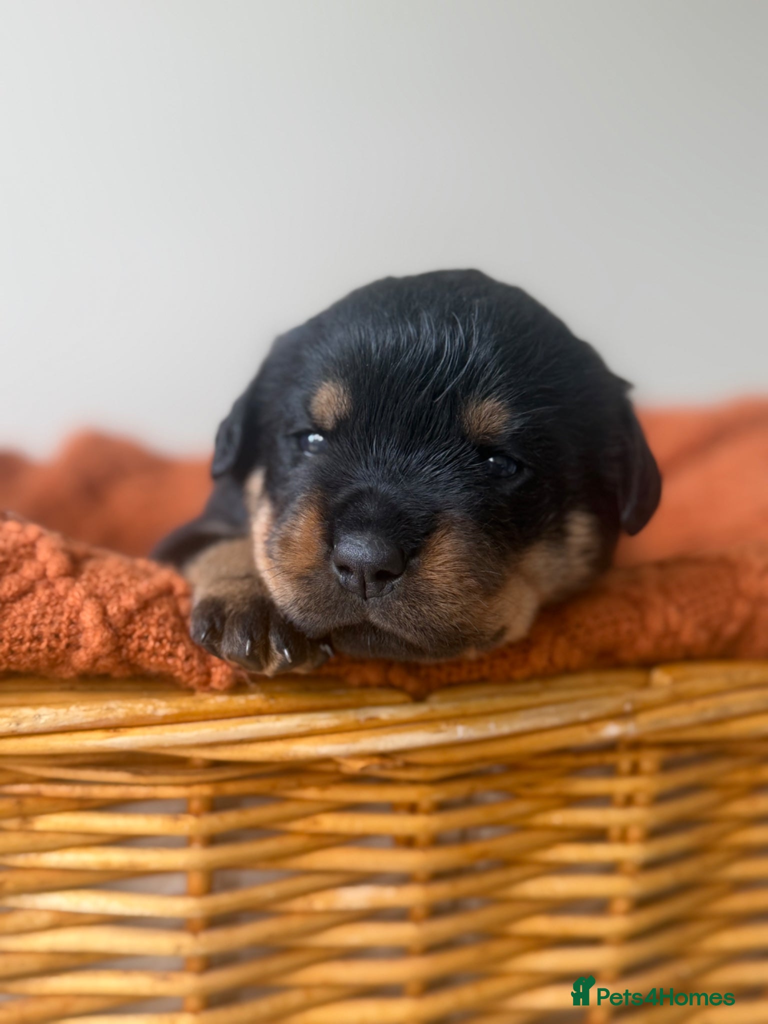 Rottweiler dogs Two Rottweiler pups ready start of June to reserve - Advert 1