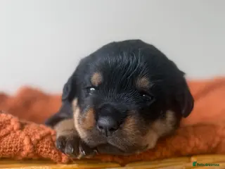 Rottweiler dogs Two Rottweiler pups ready start of June to reserve - Advert 1