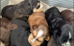 Cocker Spaniel dogs for sale: Kc show extensive health tests beautiful colours - Image 9