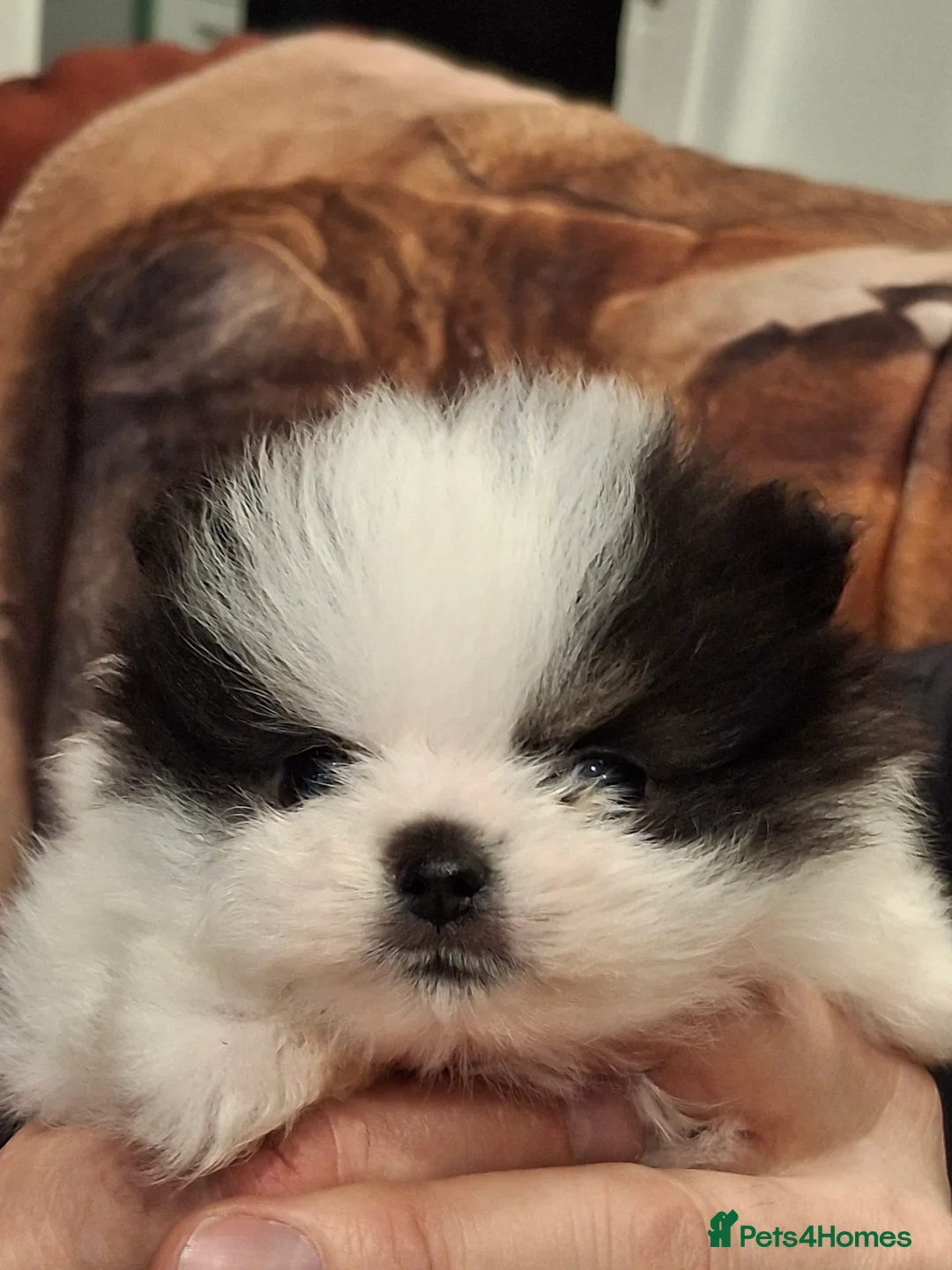 Pomeranian dogs for sale:  **  Pedigree  **  Girl Pomeranian in Port Talbot - Advert 4