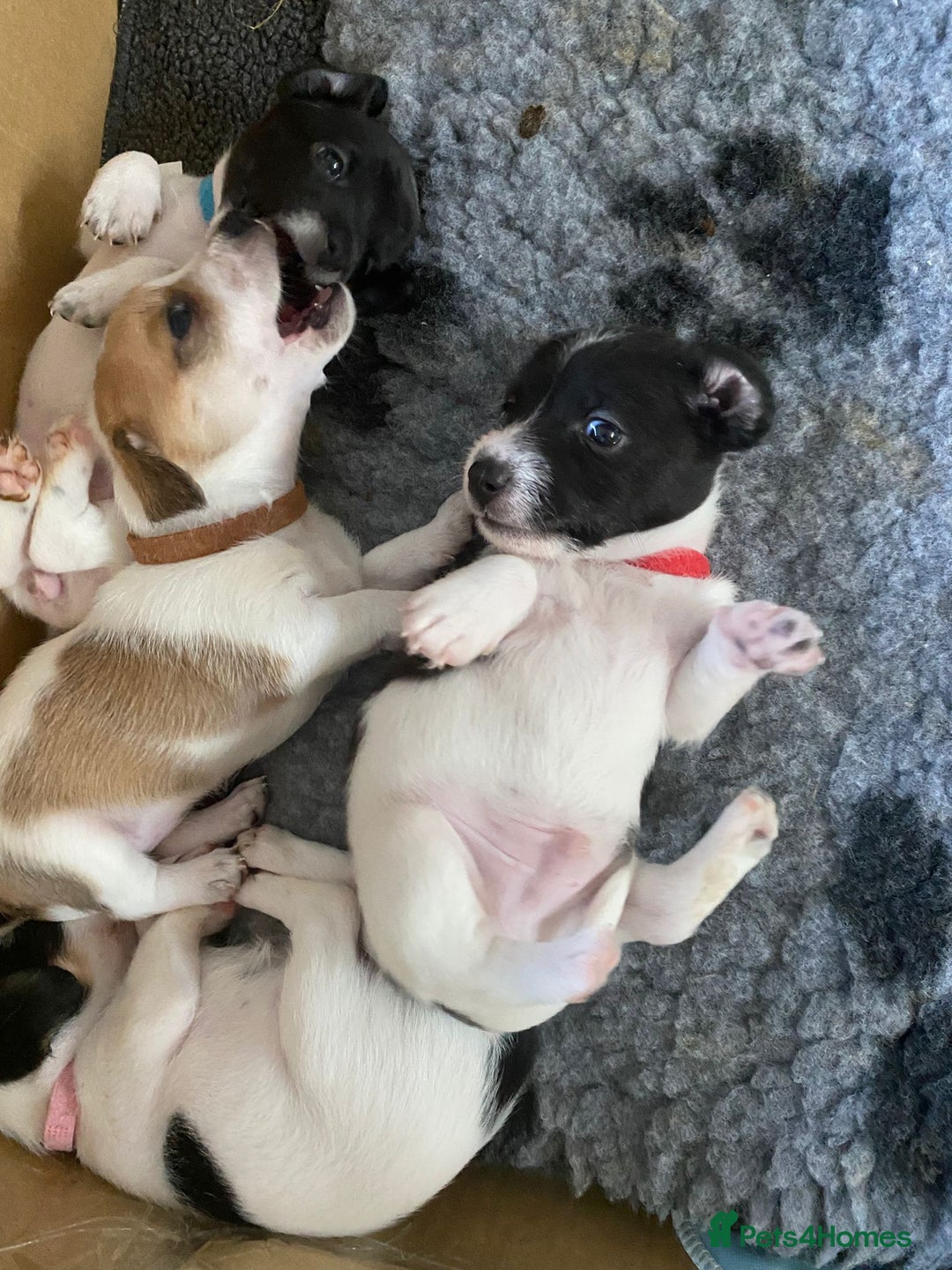 Jackapoo dogs for sale: Gorgeous Jackapoo Puppies for sale  - Image 14