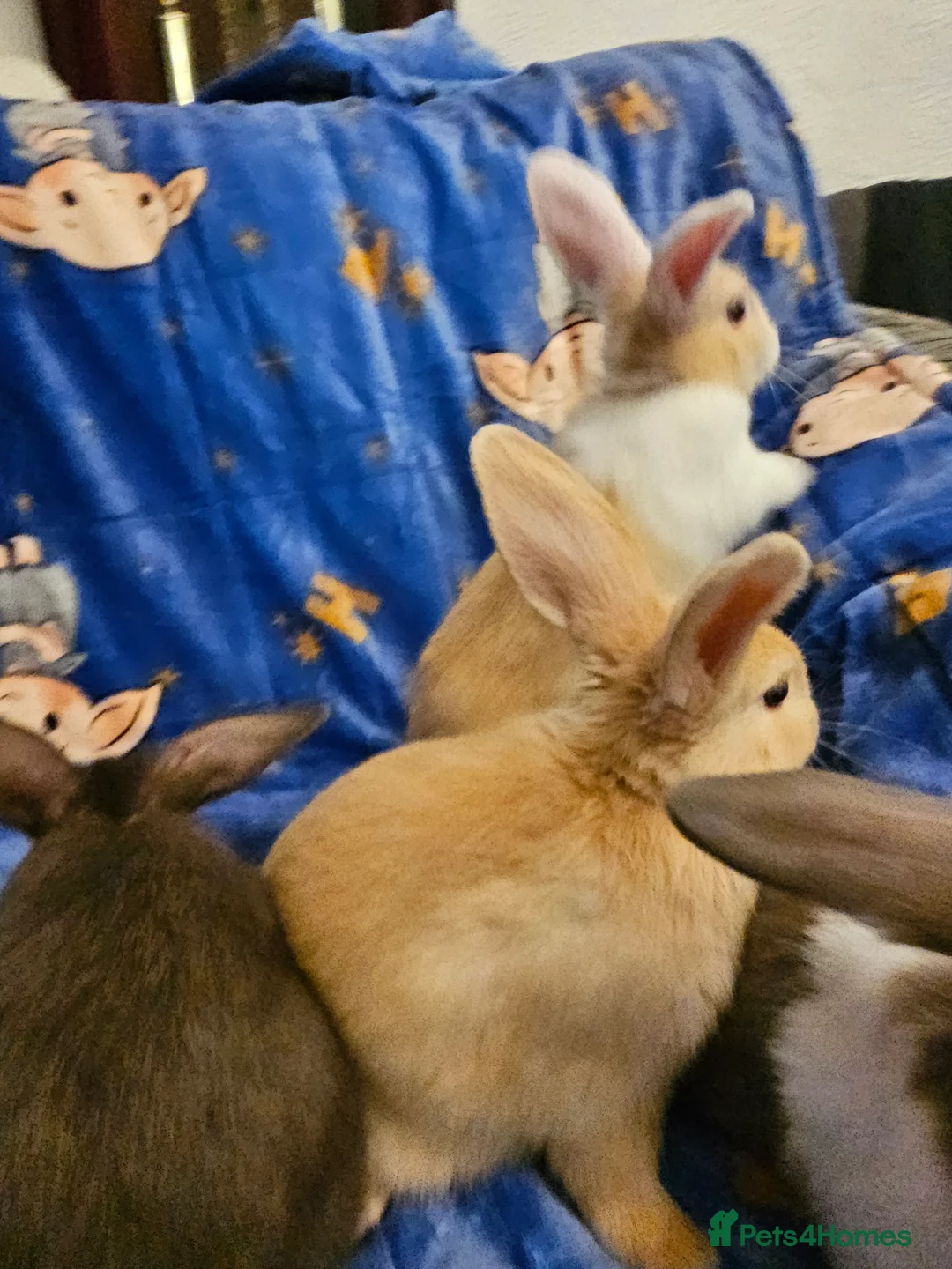 Mixed Breed rabbits for sale: 3 baby bunnies ready for their forever home - Advert 24