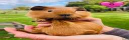 Guinea Pig rodents for sale: Californian Guinea pigs - Advert 6