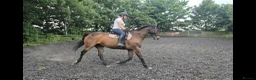 Irish Sports horses for sale: 16.1hh 18-Years-Gelding Looking for Forever Home in Cramlington - Advert 3