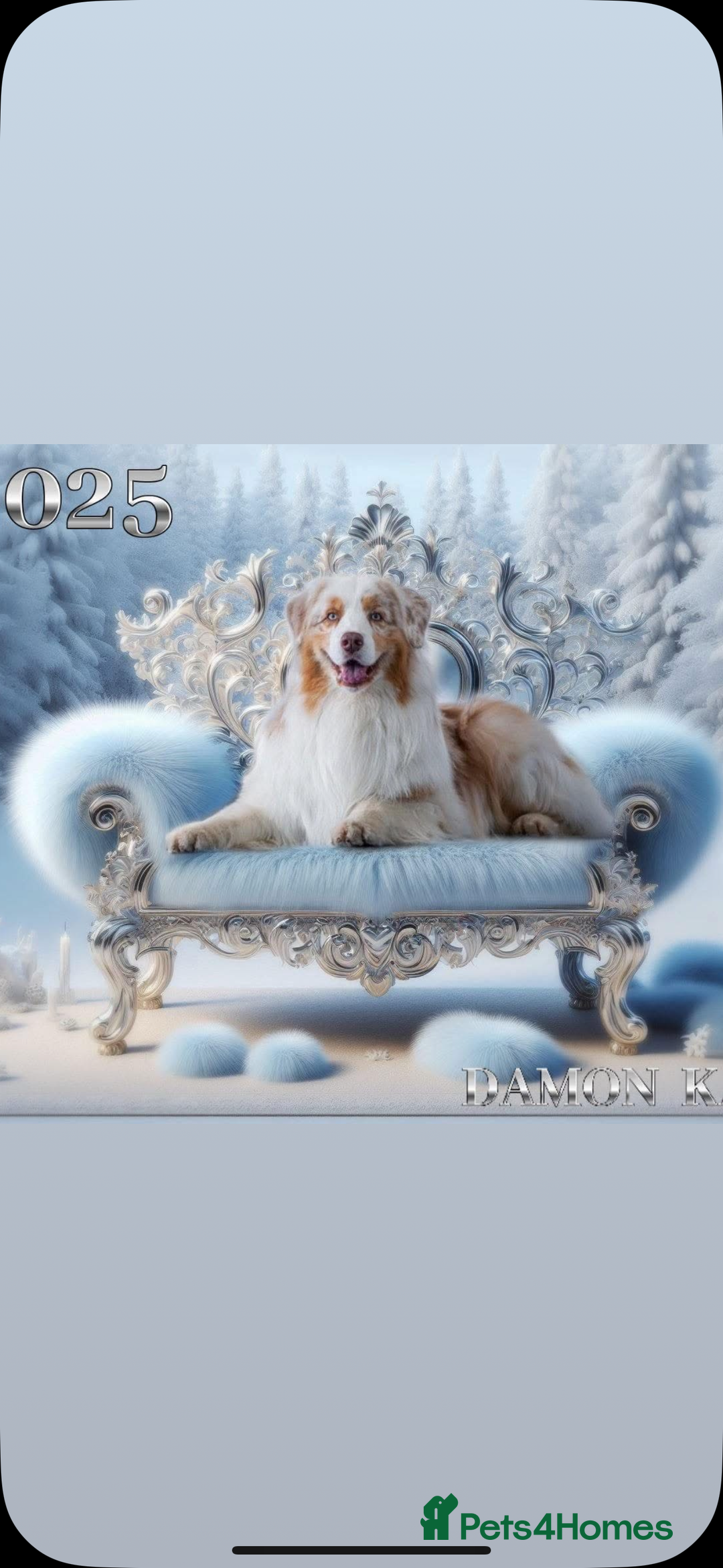 Australian Shepherd dogs for sale: Superbly Bred, Top Quality Pups - Image 19
