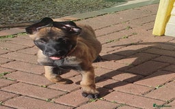 Belgian Shepherd Dog dogs for sale: Belgian Malinois.1girl and 1 boy left.Reduced £ in Peterborough - Image 22