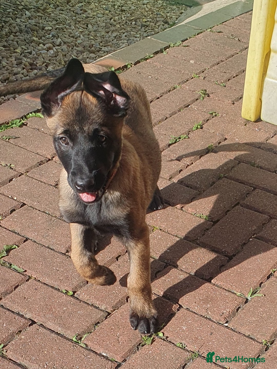 Belgian Shepherd Dog dogs for sale: Belgian Malinois.1girl and 1 boy left.Reduced £ in Peterborough - Image 22