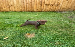 Patterdale Terrier dogs for sale: ⭐️PATTERDALE TERRIER PUPPIES  - Image 18