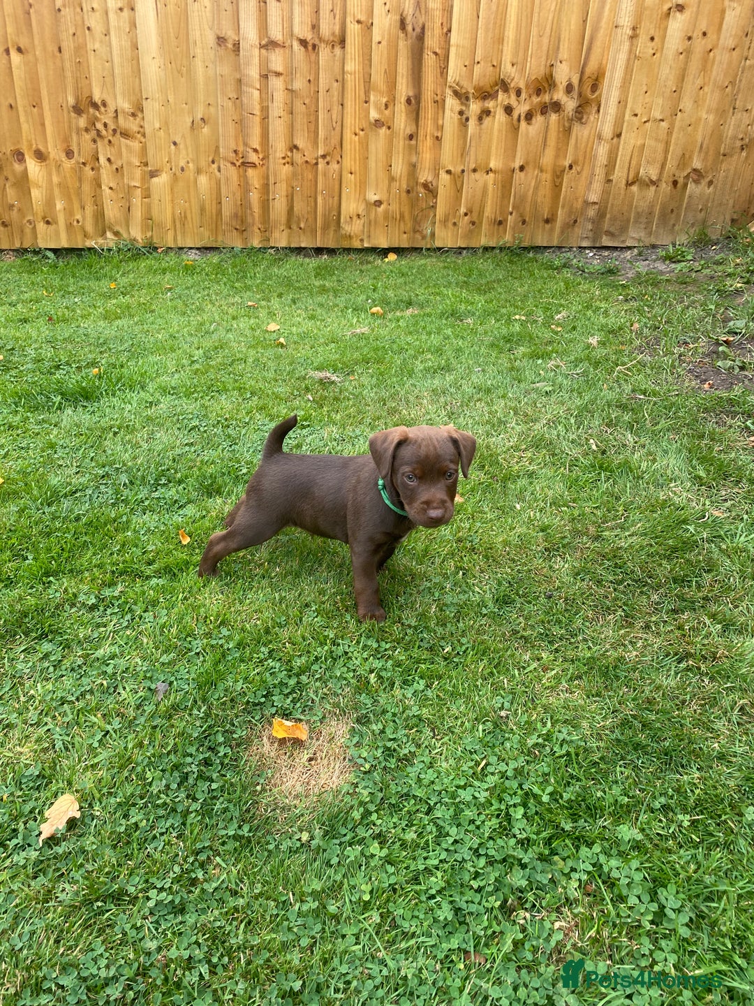 Patterdale Terrier dogs for sale: ⭐️PATTERDALE TERRIER PUPPIES  - Image 18
