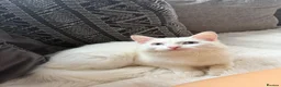 Turkish Angora cats for sale: Beautiful male cat in Oldham - Advert 2