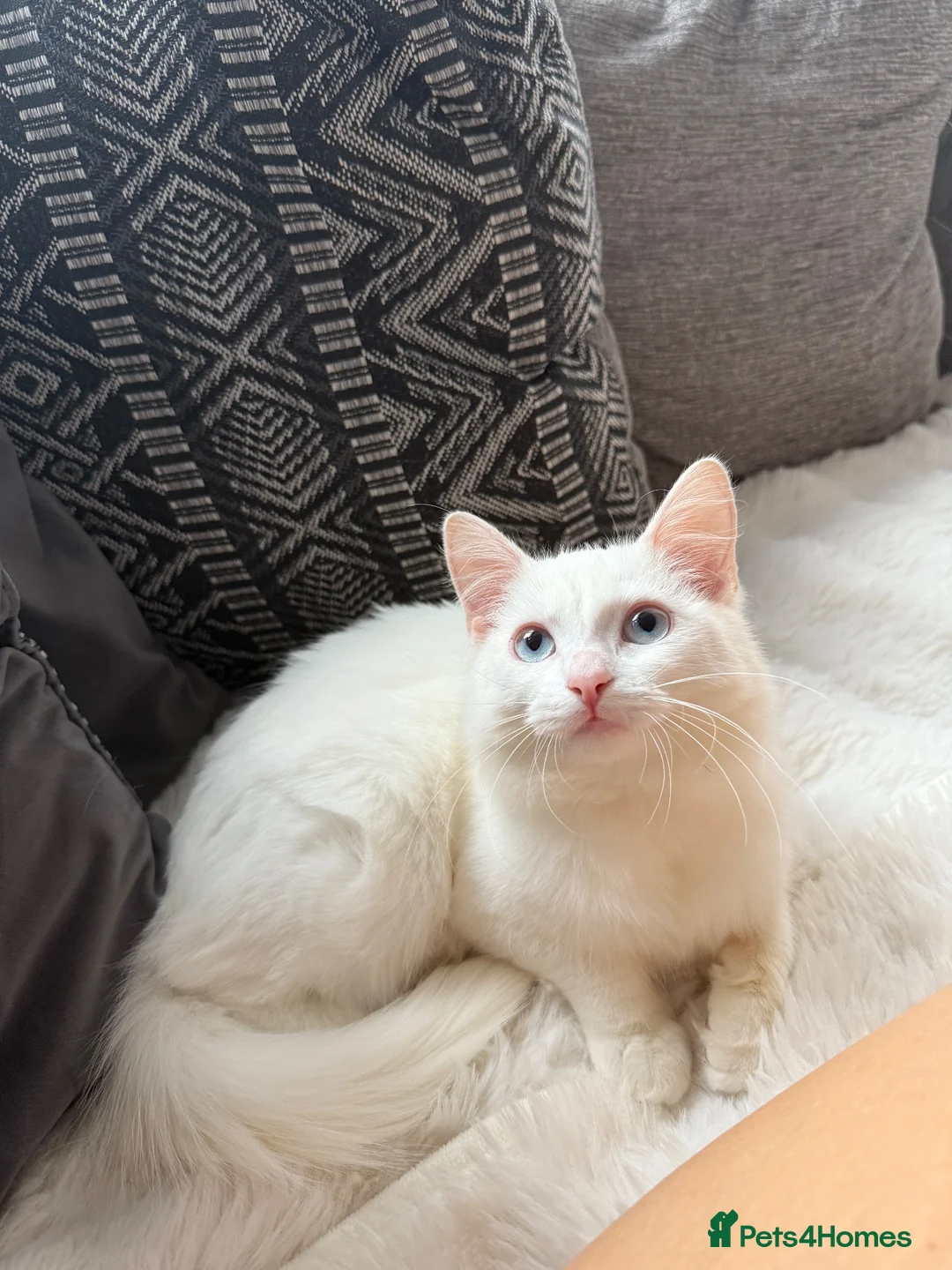 Turkish Angora cats for sale: Beautiful male cat in Oldham - Advert 2