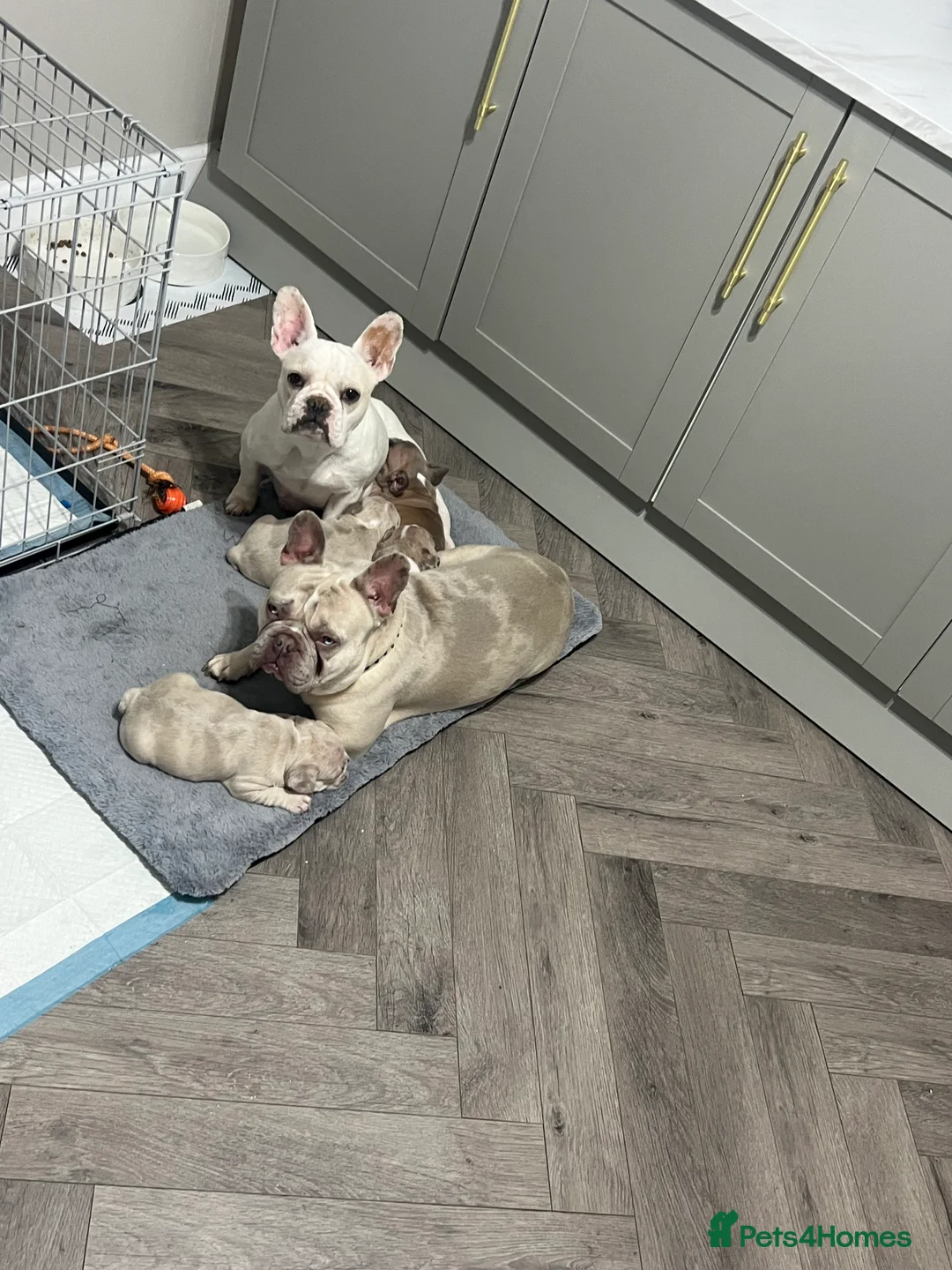 French Bulldog dogs for sale: 1 male French Bulldog Pup left  - Advert 24