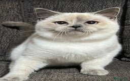British Shorthair cats for sale: British Shorthair & British Longhair Kittens  - Image 4