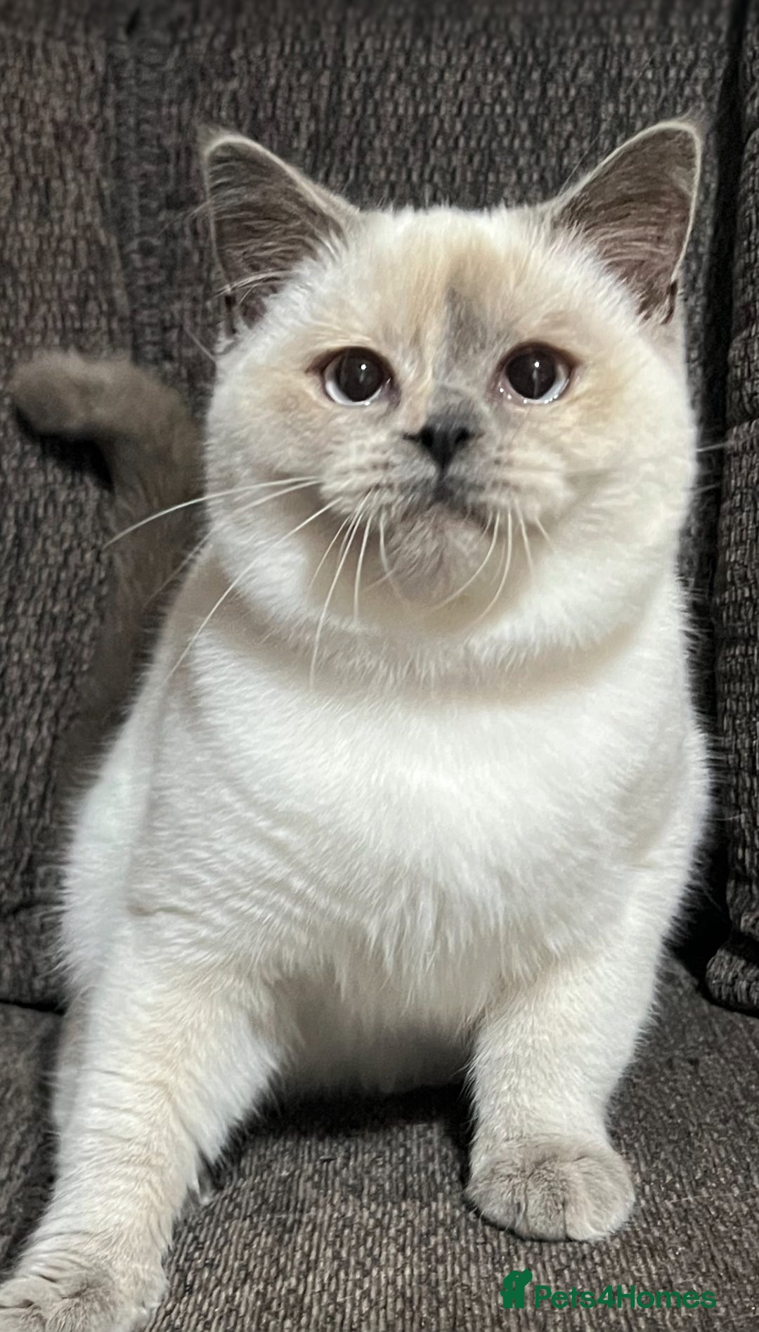 British Shorthair cats for sale: British Shorthair & British Longhair Kittens  - Image 4