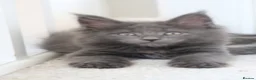 Maine Coon cats for sale: RUSSIAN XL GCCF SMOKE KITTENS - Advert 3