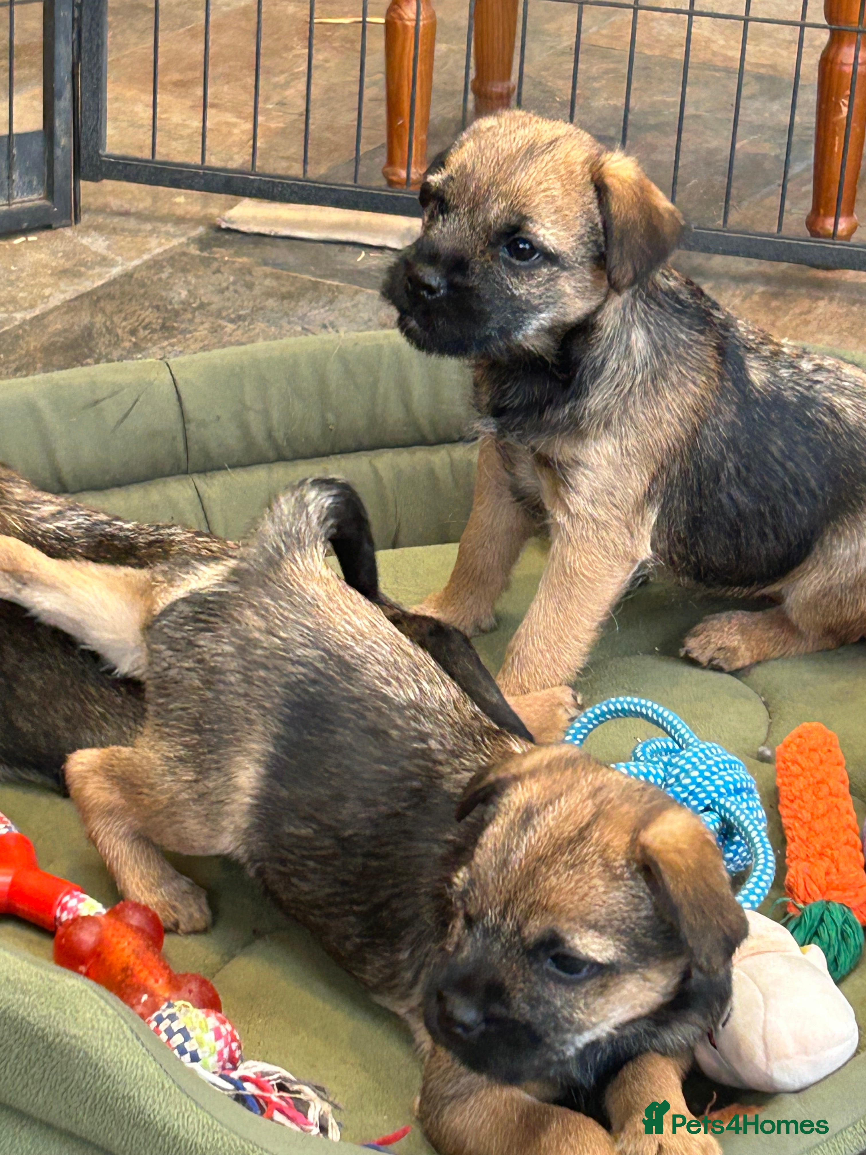 Border Terrier dogs Beautiful Border Terrier puppies  - Advert 1