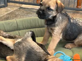 Border Terrier dogs Beautiful Border Terrier puppies - Advert 1