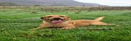 Labrador Retriever dogs for stud: Proven Stud in Workington - Advert 2