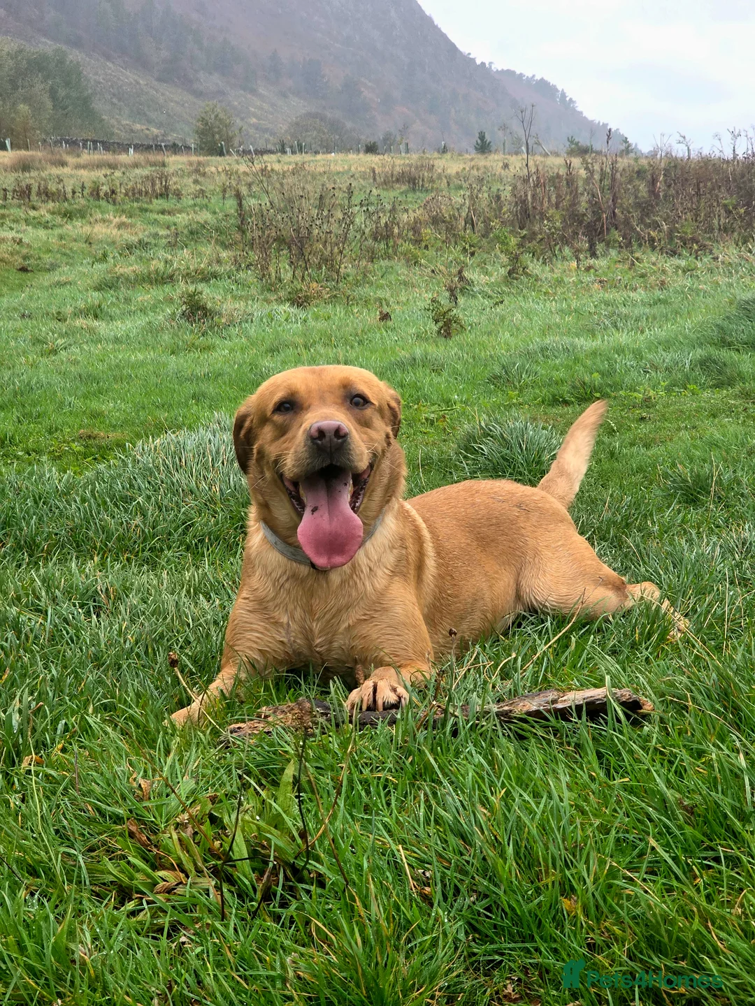 Labrador Retriever dogs for stud: Proven Stud in Workington - Advert 2