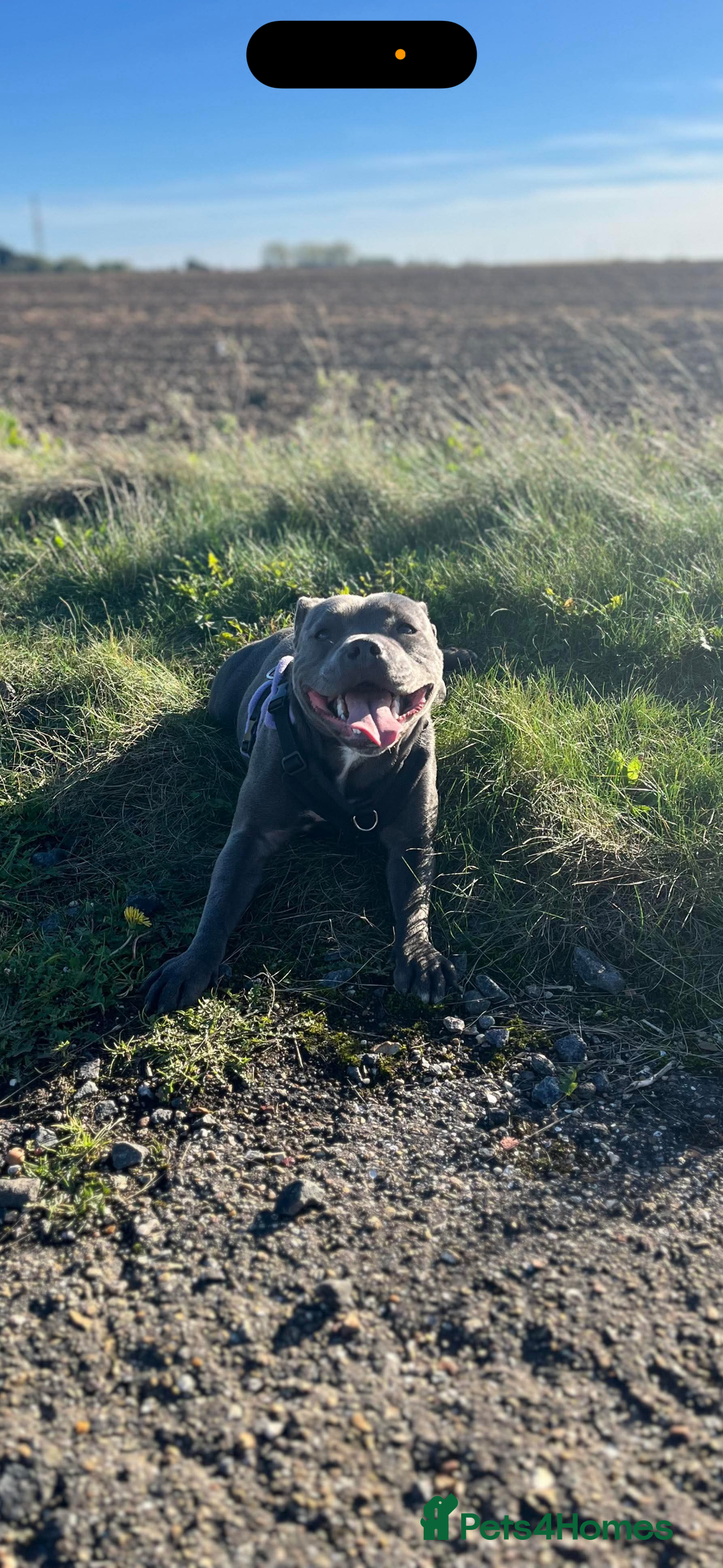 Staffordshire Bull Terrier dogs for sale: Staffordshire bull terrier puppies - Advert 26