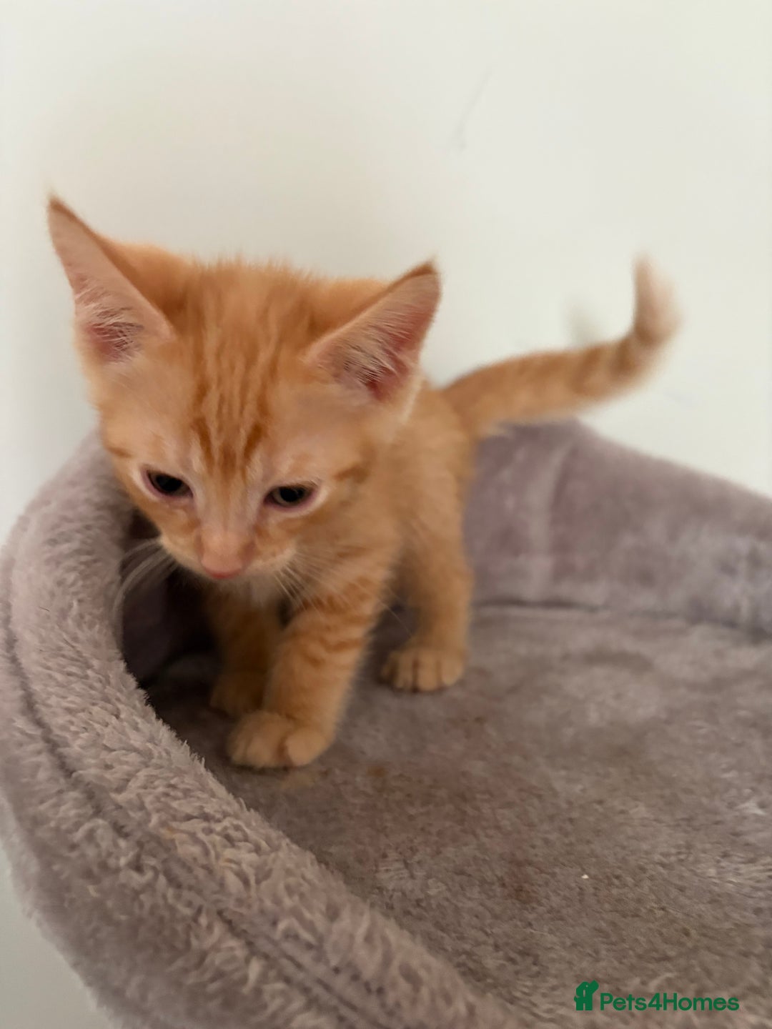 Turkish Van cats for sale: Turkish Van Mix Kittens 8 Weeks Old Ready Now! - Image 2