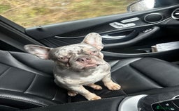 French Bulldog dogs for stud: 🔥PABLO🔥Male stud please read description!!  - Image 5
