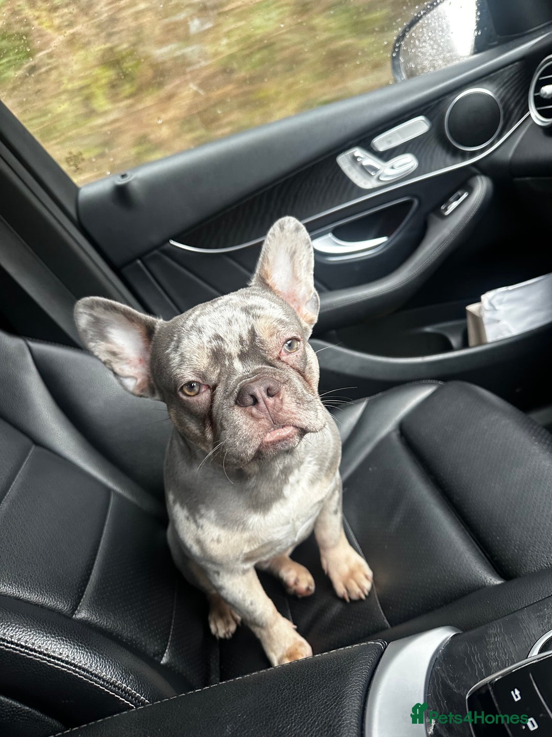French Bulldog dogs for stud: 🔥PABLO🔥Male stud please read description!!  - Image 5