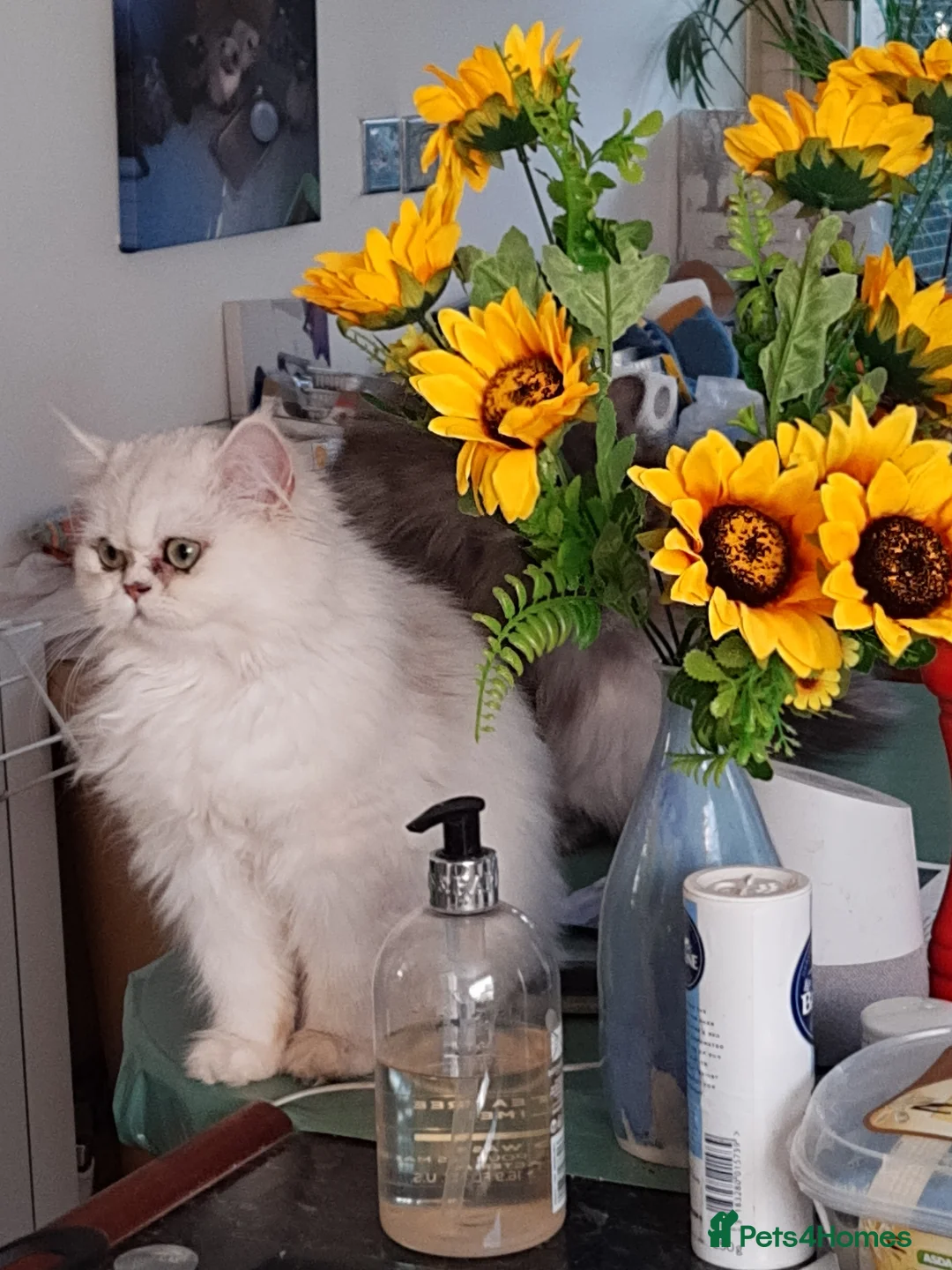 Persian cats for sale: 🍀Tipped Silver girl gentle and affectionate - Advert 2