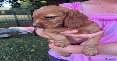 Cocker Spaniel dogs - Advert 13