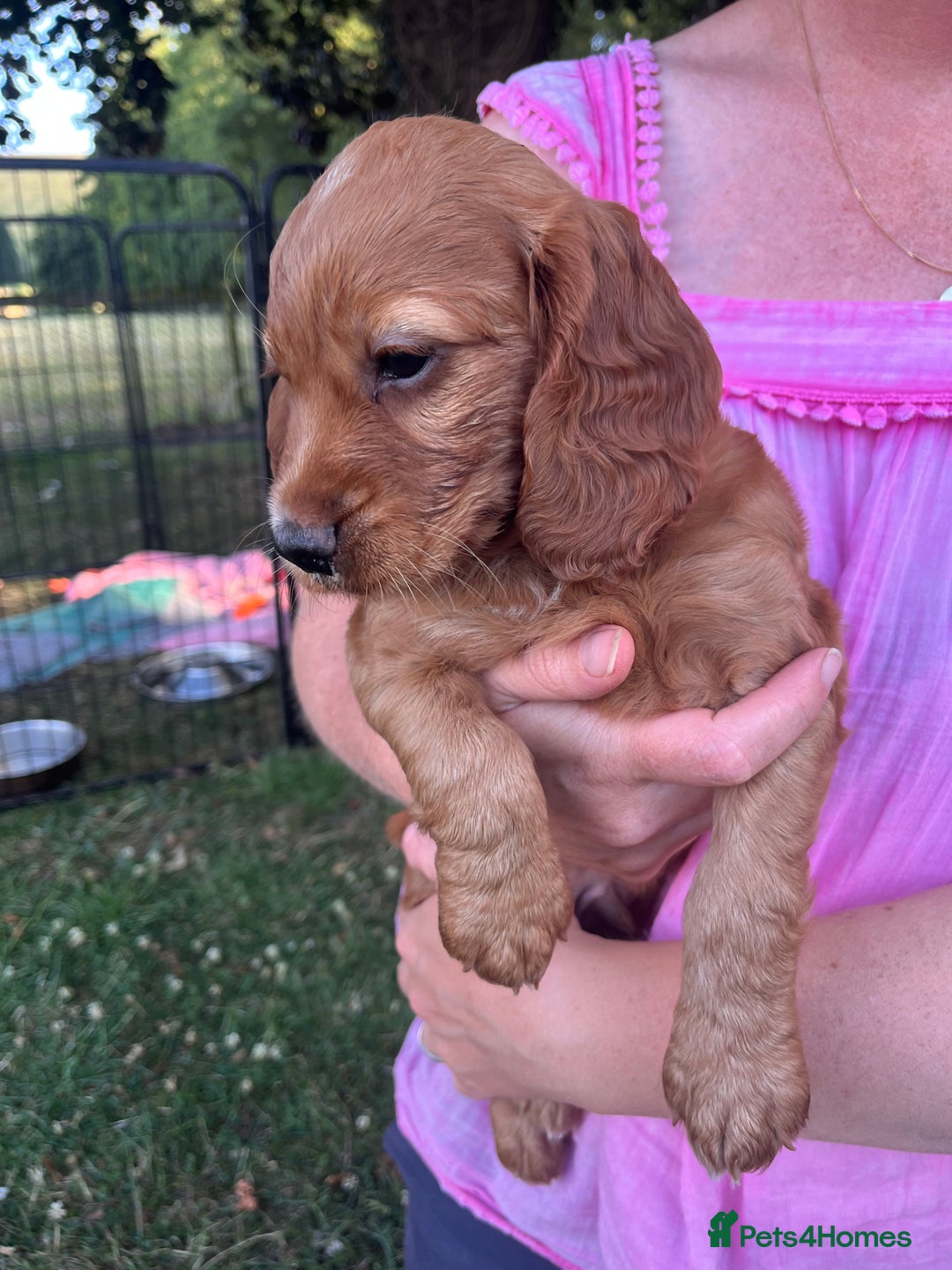 Cocker Spaniel dogs for sale: Gorgeous golden pedigree cocker spaniels  - Image 3