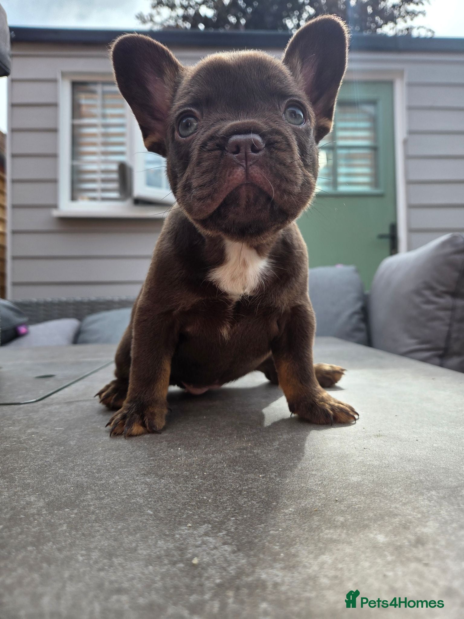 French Bulldog dogs French bulldog pups lovely colours  - Advert 1