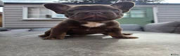 French Bulldog dogs for sale: French bulldog pups lovely colours  - Advert 3