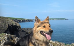 German Shepherd dogs for stud: Khan Running Waters (aka Idris) in Llandysul - Image 3