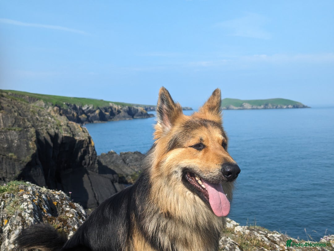 German Shepherd dogs for stud: Khan Running Waters (aka Idris) in Llandysul - Image 3