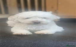 Mixed Breed dogs for adoption: Bagel - Image 2