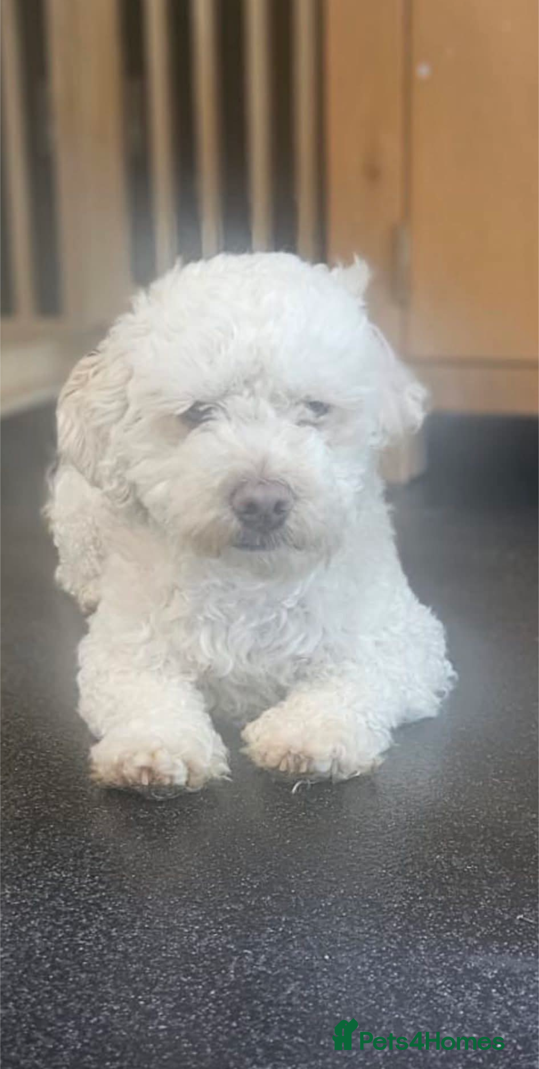 Mixed Breed dogs for adoption: Bagel - Image 2