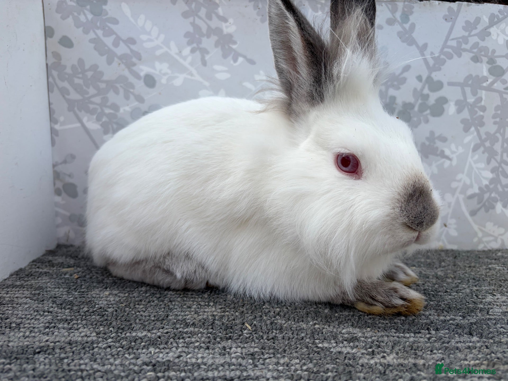 Lionhead rabbits Lionhead  - Advert 10