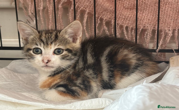 Mixed Breed cats - Advert 15