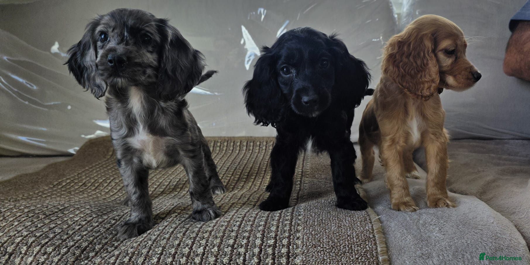 Cocker Spaniel dogs Cocker spaniel pups - Advert 16