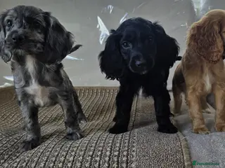 Cocker Spaniel dogs Cocker spaniel pups - Advert 16