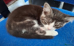 Maine Coon cats for sale: Maine Coon cross breed kittens 😸 😍  - Image 8
