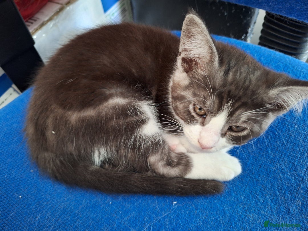 Maine Coon cats for sale: Maine Coon cross breed kittens 😸 😍  - Image 8