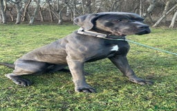 Cane Corso dogs for sale: Cane corso bitch looking for the perfect home  - Image 3