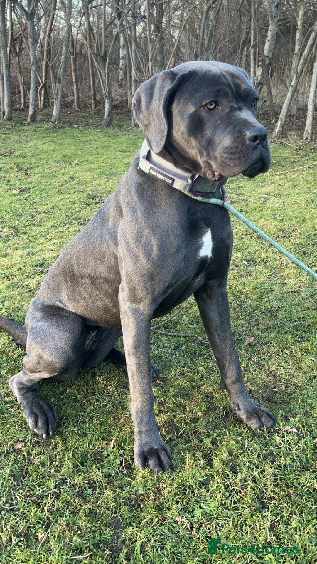 Cane Corso dogs for sale: Cane corso bitch looking for the perfect home  - Image 3