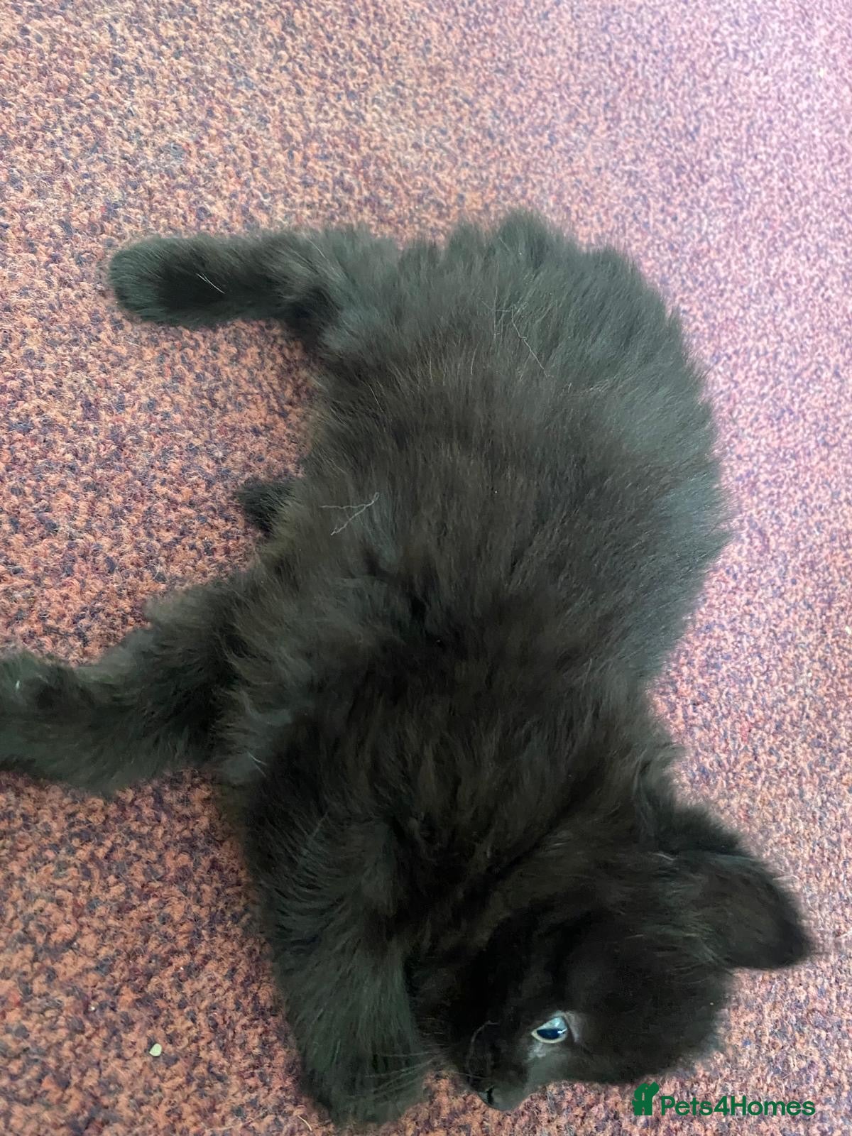 Siberian cats for sale: ADORABLE SIBERIAN X RUSSIAN BLUE MIX - Advert 8