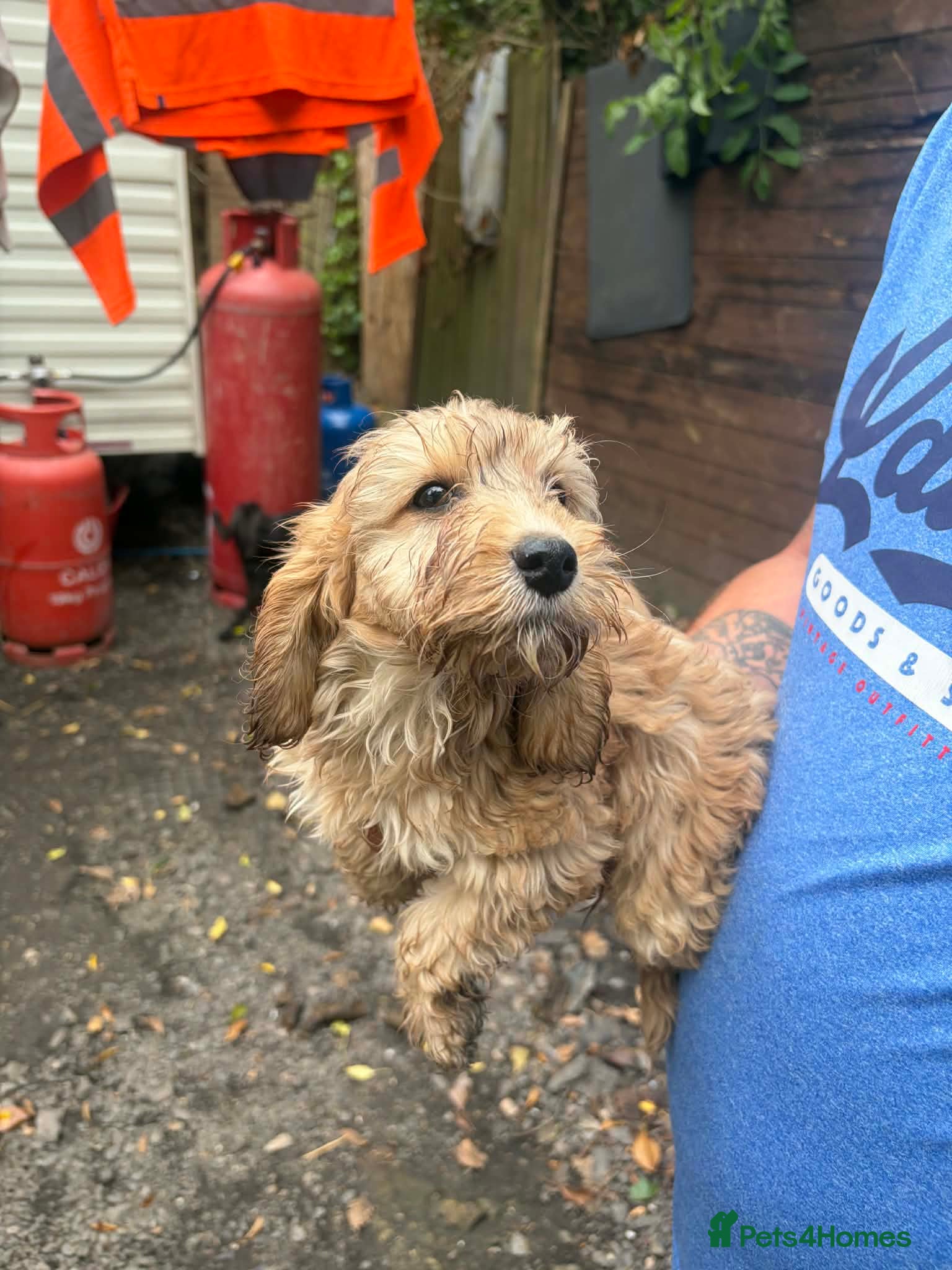 Cockapoo dogs for sale: F1 cockerpoos available  - Advert 7